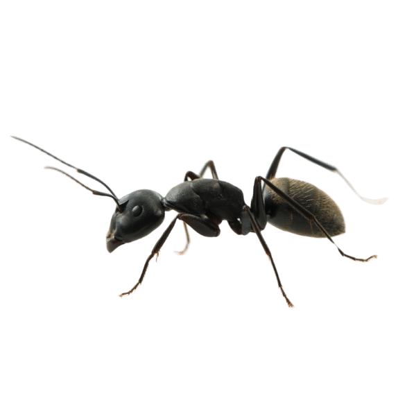 ants