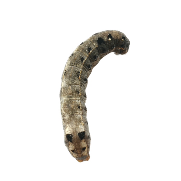 army worms
