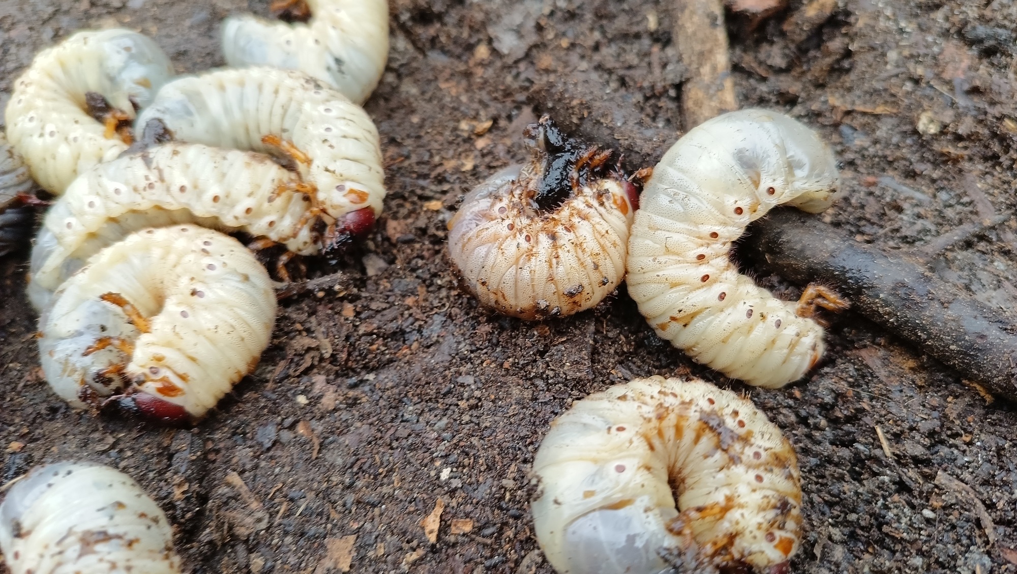 Beetle worms in the soil
