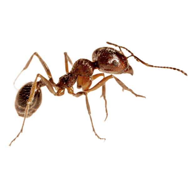 fire ants