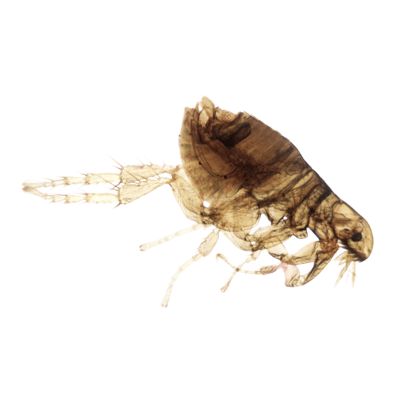 fleas