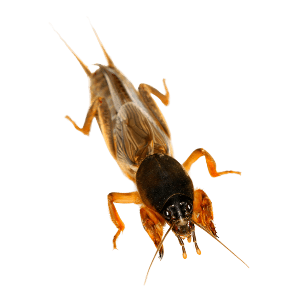 mole crickets