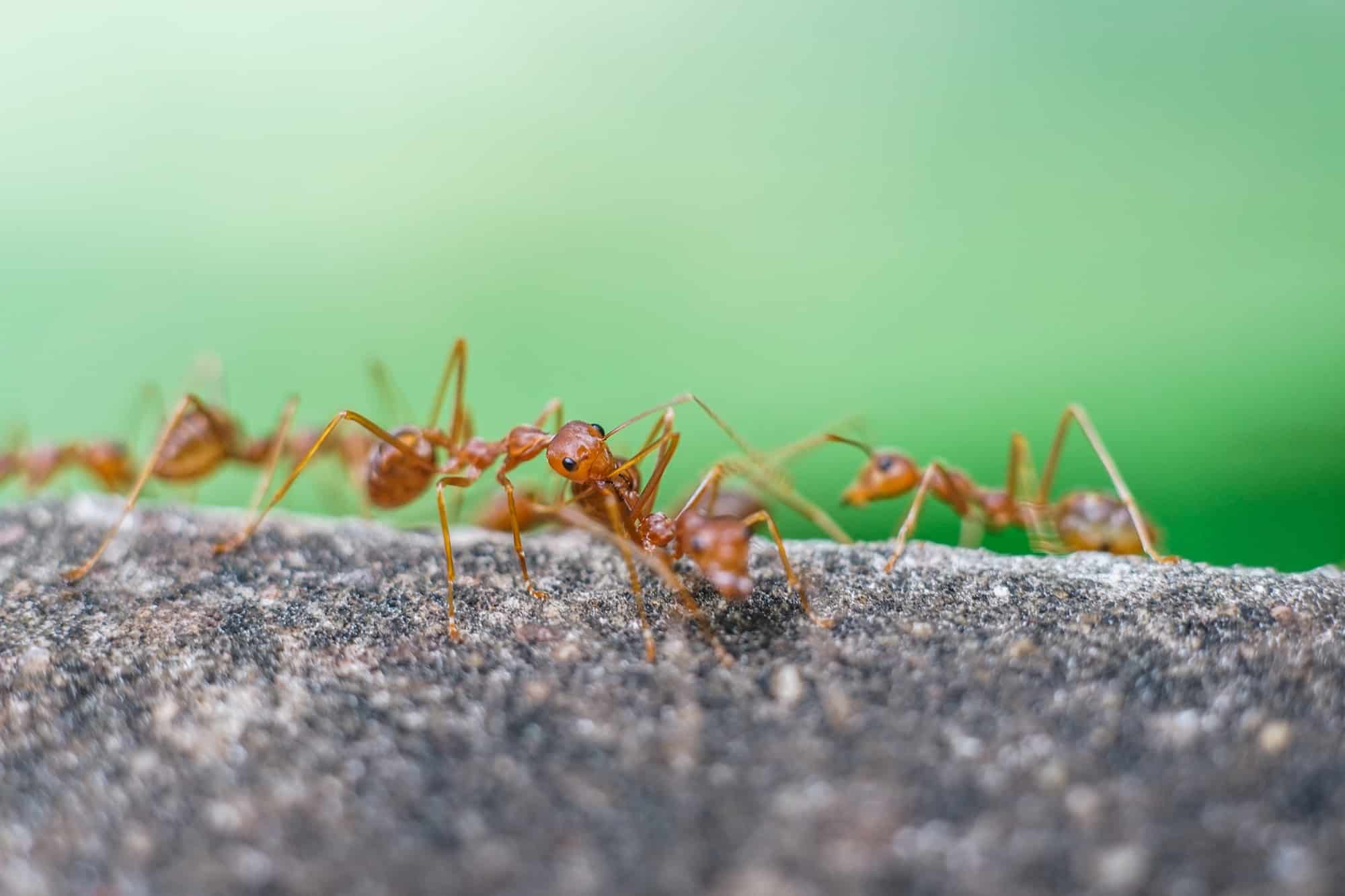 Red imported fire ant,Action of fire ant