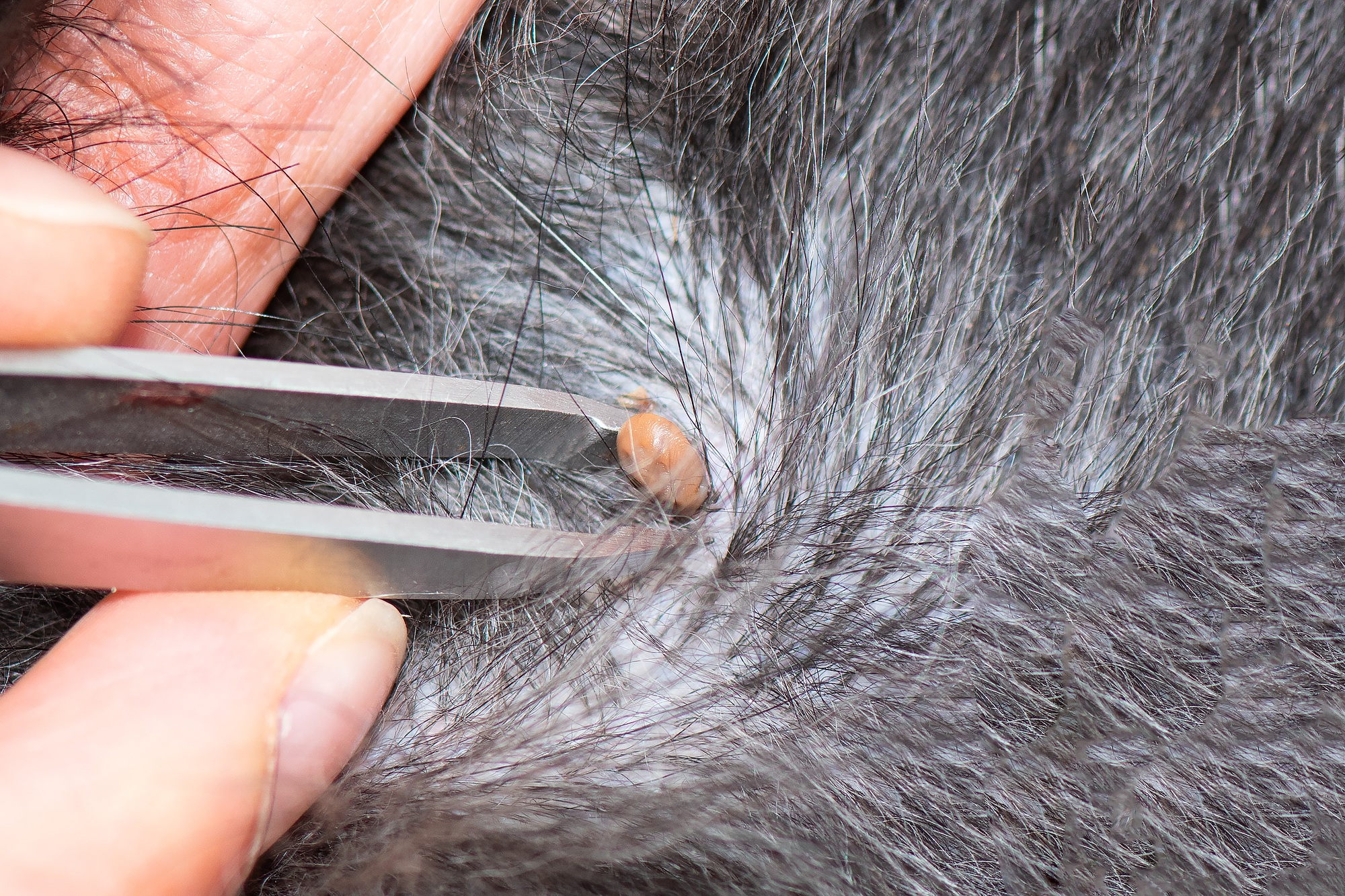 Removing a tick