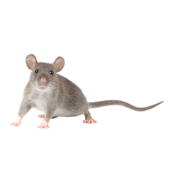 rodents