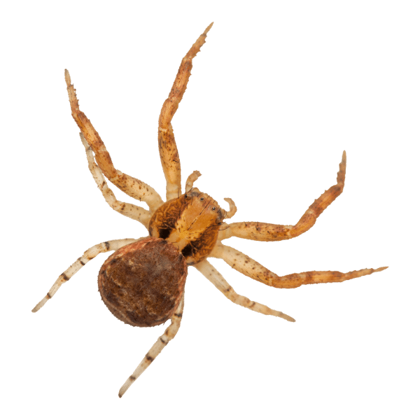 spider