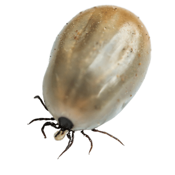 ticks